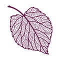 Illustration of autumn linden leaf.