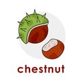 Illustration of autumn nuts and text Chestnut. Closed and open chestnut