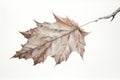 Autumn oak leaf isolated on a white background,  Studio shot Royalty Free Stock Photo