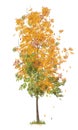 illustration of autumn tree