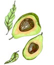 Avocado illustration. Freehand drawing avocados intact