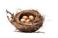 Illustration of a Baby Bird Nest with Chick on Transparent Background, Generative AI Royalty Free Stock Photo