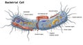 Illustration of a bacterial cell with labeled parts. Features include a cell membrane and Royalty Free Stock Photo
