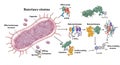 Illustration of a bacterium with labeled components and processes. The bacterium Royalty Free Stock Photo