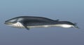 Illustration of Balaenoptera rorqual