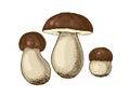 Illustration Balete mushroom