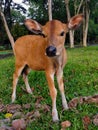 Balinese Calf Royalty Free Stock Photo