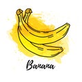 Illustration of Banana fruit. Vector watercolor splash background. Graphics for cocktails, fresh juice design. Natural