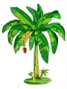 Illustration of a banana tree bearing fruit on a white background. Royalty Free Stock Photo