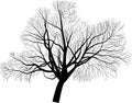 Isolated large bare tree illustration Royalty Free Stock Photo