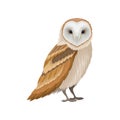 Barn owl with white face and brown wings, side view. Wild forest bird. Ornithology theme. Flat vector icon