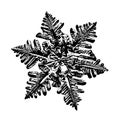 Real snowflake on white background