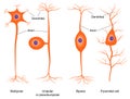 Illustration of basic neuron types