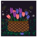 Illustration with basket with tulips