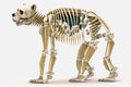 Illustration of bear skeleton on all fours, isolated on white background