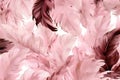 Beautiful abstract color pink feathers on white background and soft white feather texture on pink pattern and pink background, fe