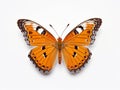 Illustration of a beautiful butterfly isolated on white background. Royalty Free Stock Photo