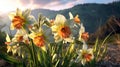 Beautiful daffodils in the mountains at sunset, Spring landscape