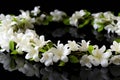 Beautiful jasmine flowers on black background, closeup, Space for text