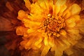 Beautiful marigold flower on a dark background, Toned