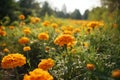 Beautiful marigold flowers in the garden, Selective focus