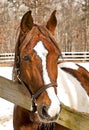 Illustration of Beautiful Paint Horse In Winter