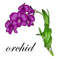 illustration of beautiful realistic orchid with leaves