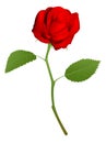 Illustration of a beautiful red rose Royalty Free Stock Photo