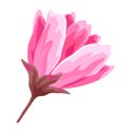 Illustration of beautiful sakura or cherry bud. Floral japanese blooming flower.
