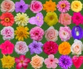 illustration of beautiful seamless patern flowers