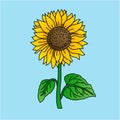 Illustration of Beautiful Sunflower, Flat Design Royalty Free Stock Photo