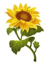 Illustration Beautiful sunflower flower. Vector Royalty Free Stock Photo