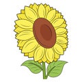 Illustration of a beautiful sunflower Royalty Free Stock Photo
