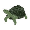 Illustration:Beautiful turtle image, and very good picture