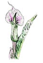 Illustration of a beautiful watercolor flower