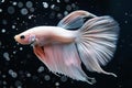 Beautiful white, pink, and silver betta fish on a black background, in an elegant style, with a hyperrealistic water texture, Royalty Free Stock Photo