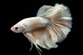 Beautiful white, pink, and silver betta fish on a black background, in an elegant style, with a hyperrealistic water texture, Royalty Free Stock Photo