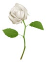 Illustration of a beautiful white rose Royalty Free Stock Photo