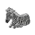 Illustration : Beautiful zebra image