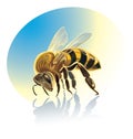 Illustration of bee