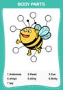 Bee vocabulary part of body,Write the correct numbers of body parts