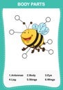Illustration of bee vocabulary part of body Royalty Free Stock Photo