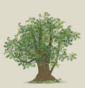 illustration of beech tree