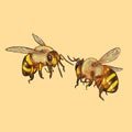 Illustration of bees flying together