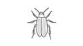 Beetle Line Art, Insect Outline, Entomology Design Royalty Free Stock Photo