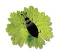 Illustration of a beetle Tick on a green leaf