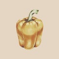 Illustration of bell pepper drawing style Royalty Free Stock Photo