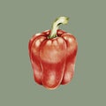 Illustration of bell pepper vegetable drawing style Royalty Free Stock Photo