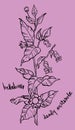 Illustration of a belladonna plant Royalty Free Stock Photo