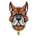 The head pit bull with the big ears and using the gold dollar necklace Royalty Free Stock Photo